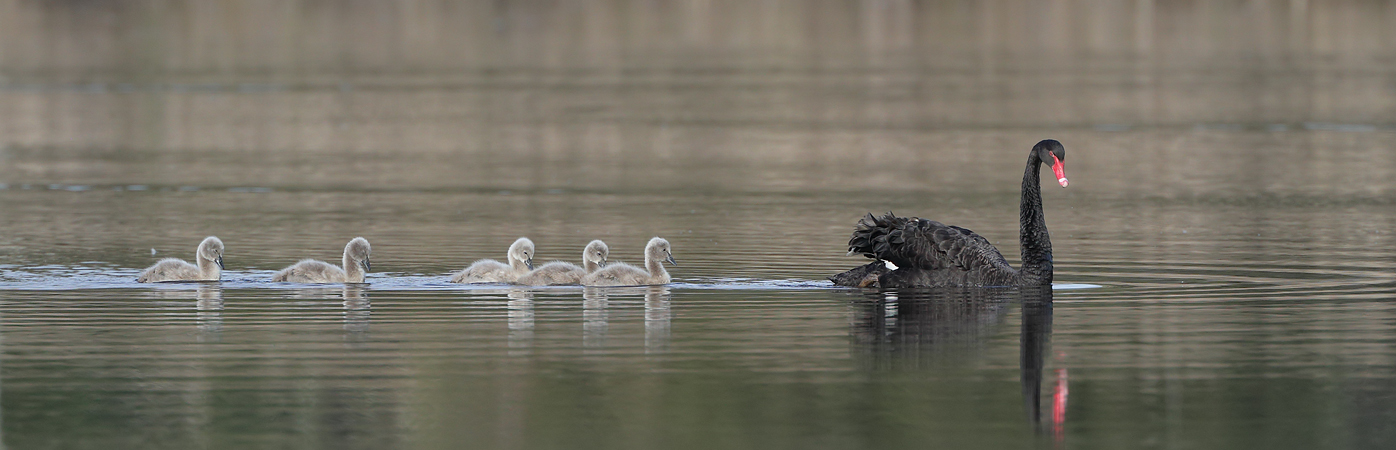 Black Swan (Image ID 32510)