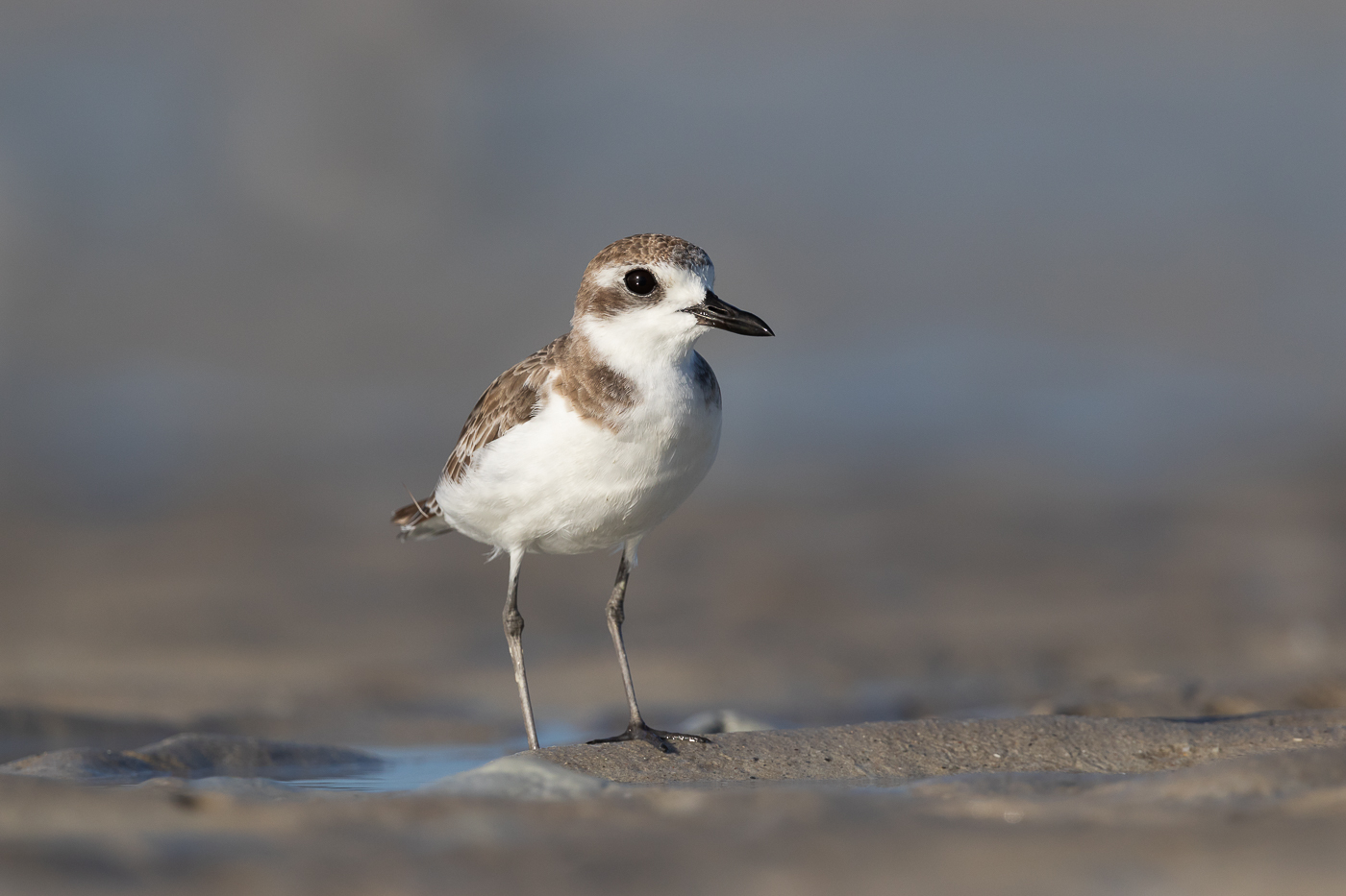 Greater Sand Plover (Image ID 32801)