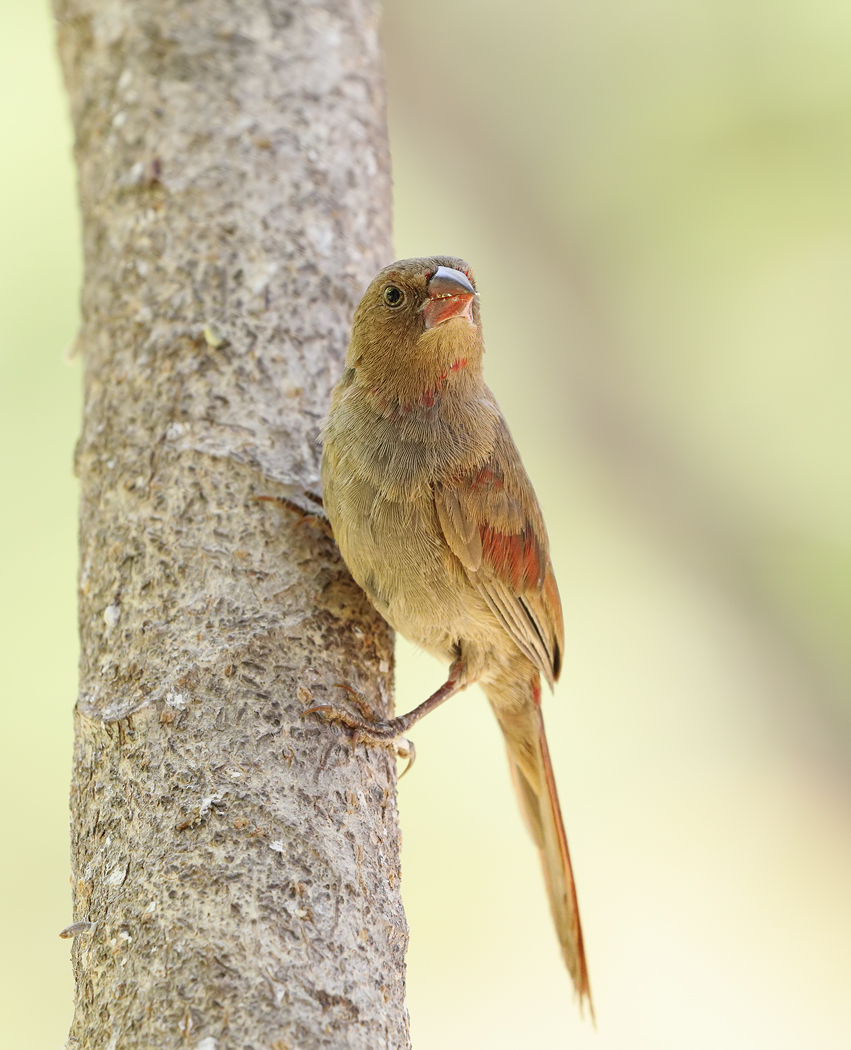 Black-bellied Crimson Finch (Image ID 32512)