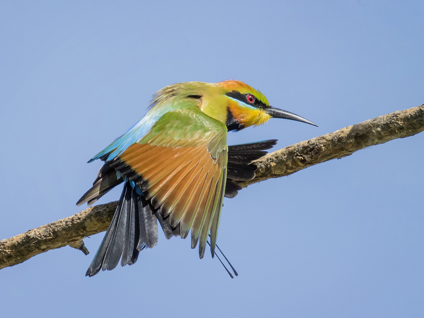 Rainbow Bee-eater (Image ID 32822)