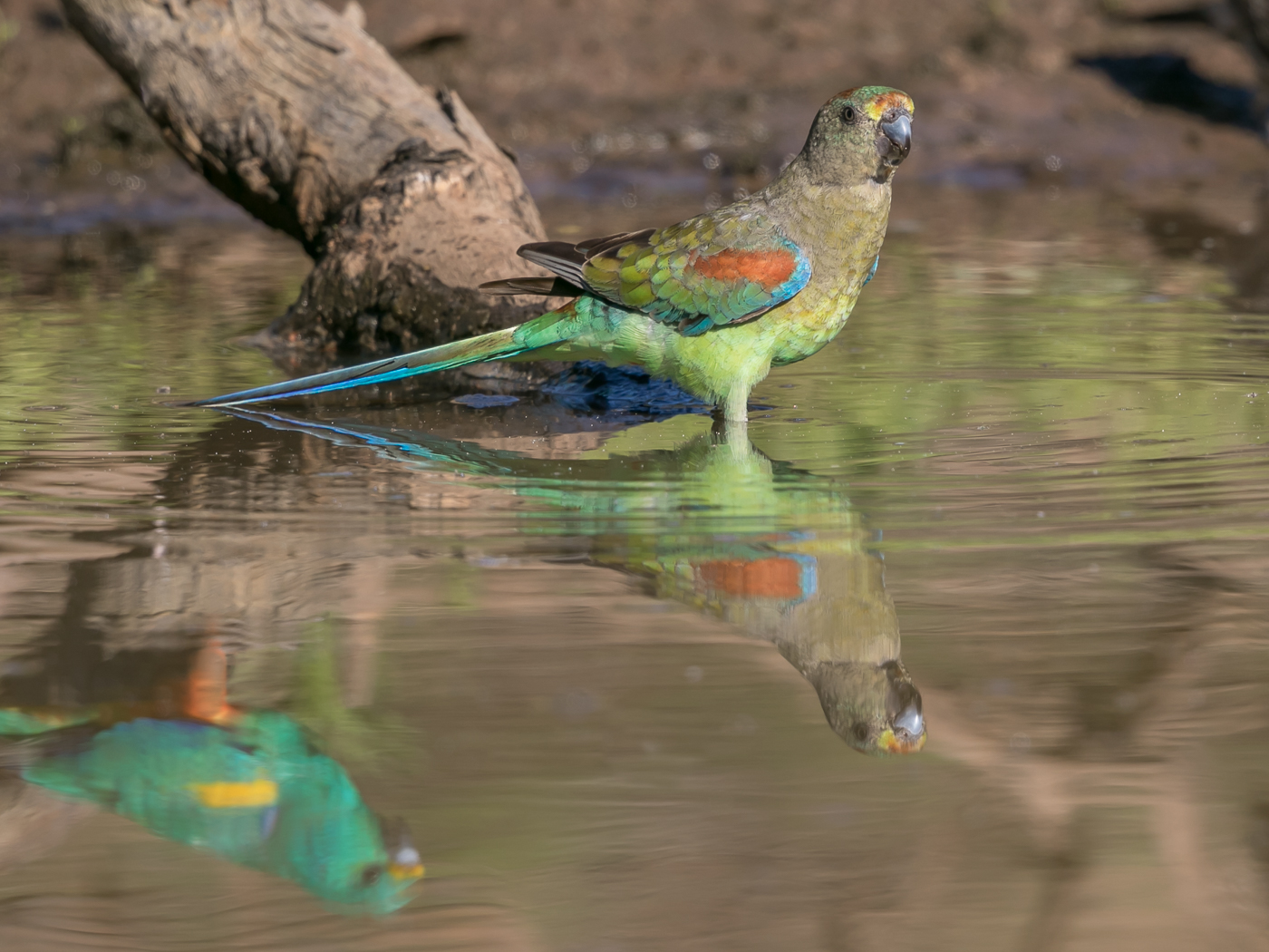 Mulga Parrot (Image ID 32775)