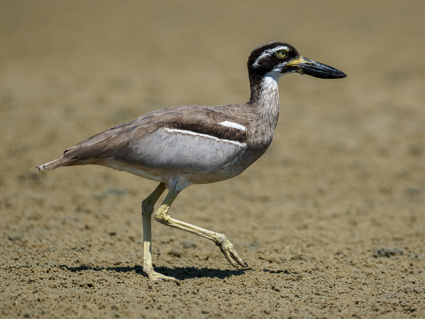 Beach Stone-curlew (Image ID 32767)
