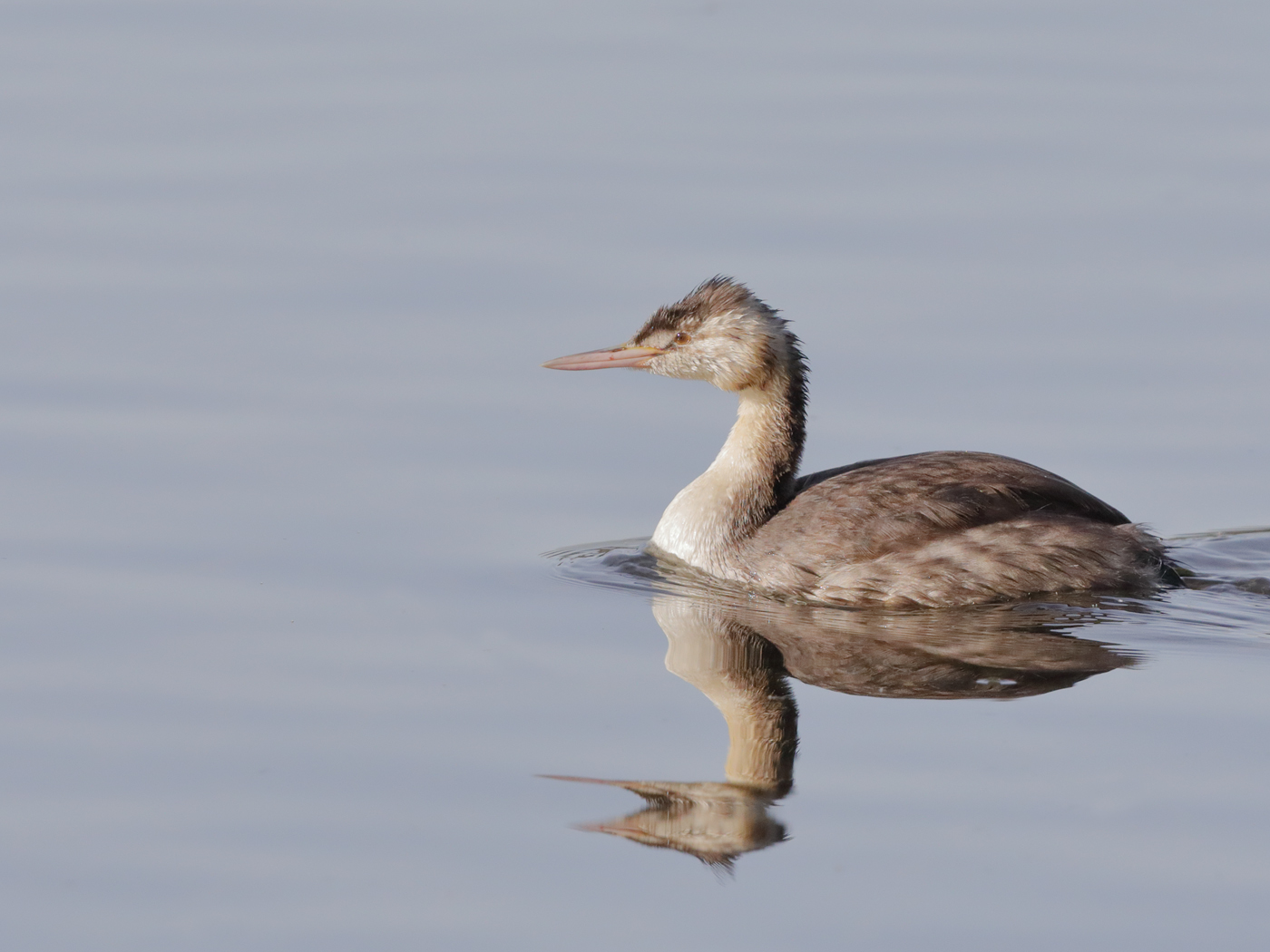 Great Crested Grebe (Image ID 32524)