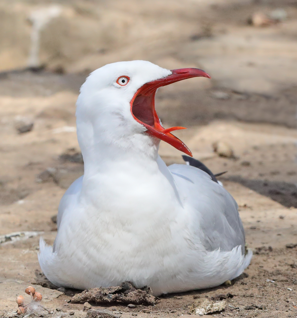 Silver Gull (Image ID 32511)
