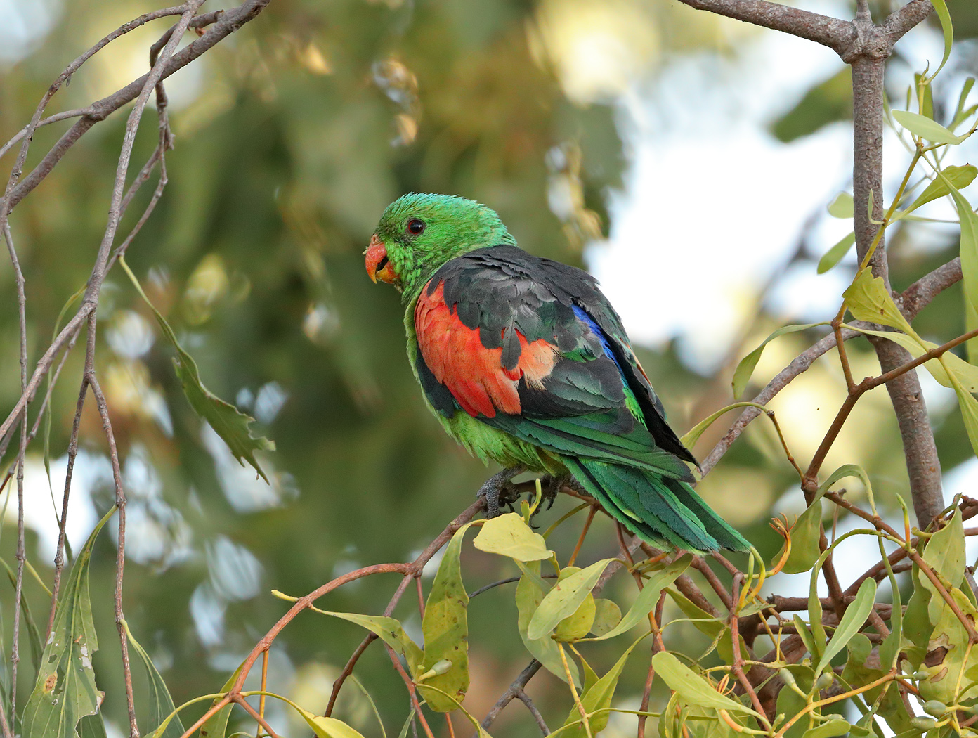 Red-winged Parrot (Image ID 32685)