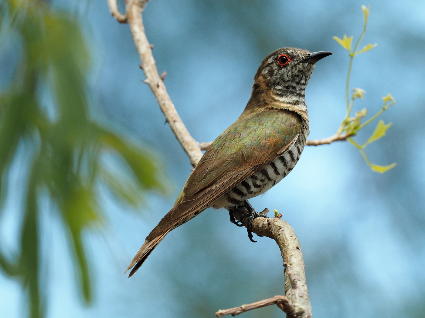 Little Bronze-Cuckoo (Image ID 32466)