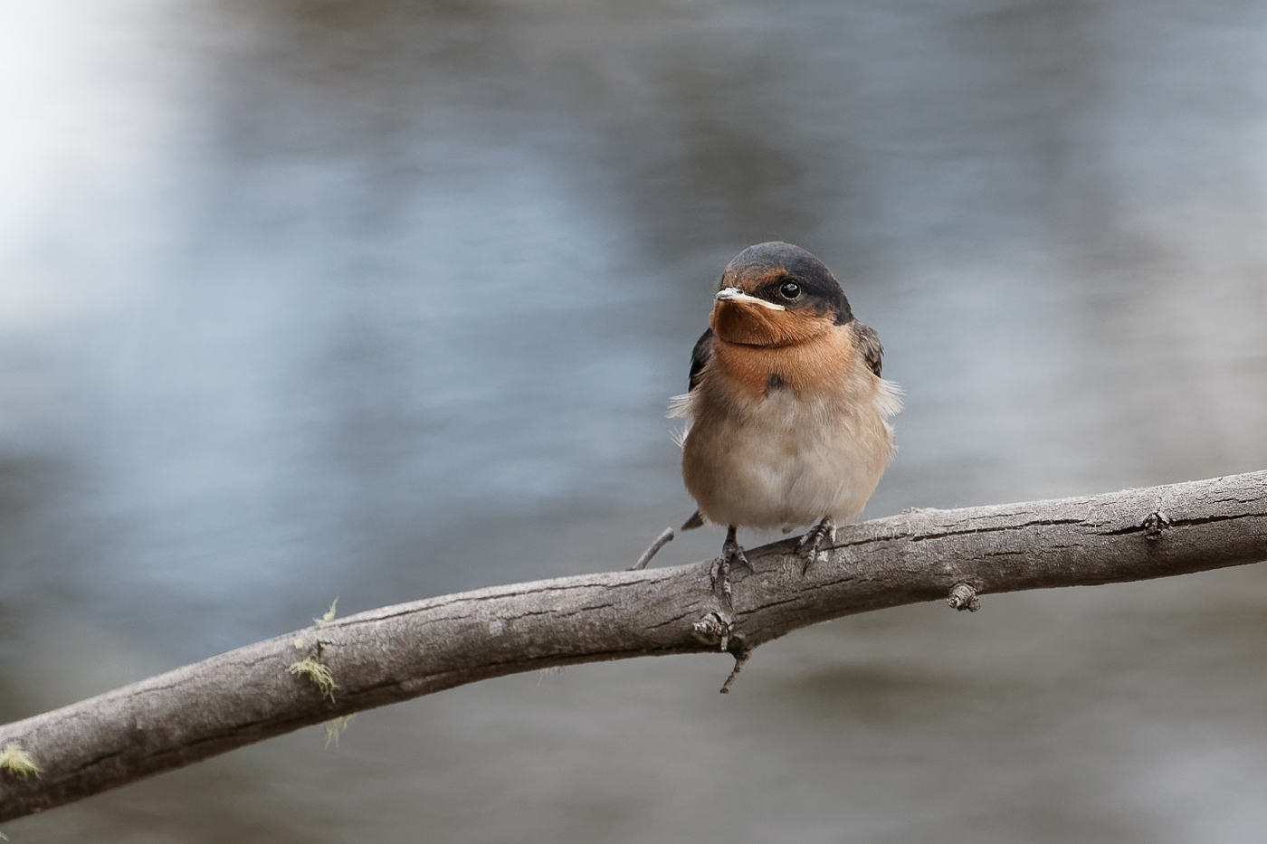 Welcome Swallow (Image ID 32719)