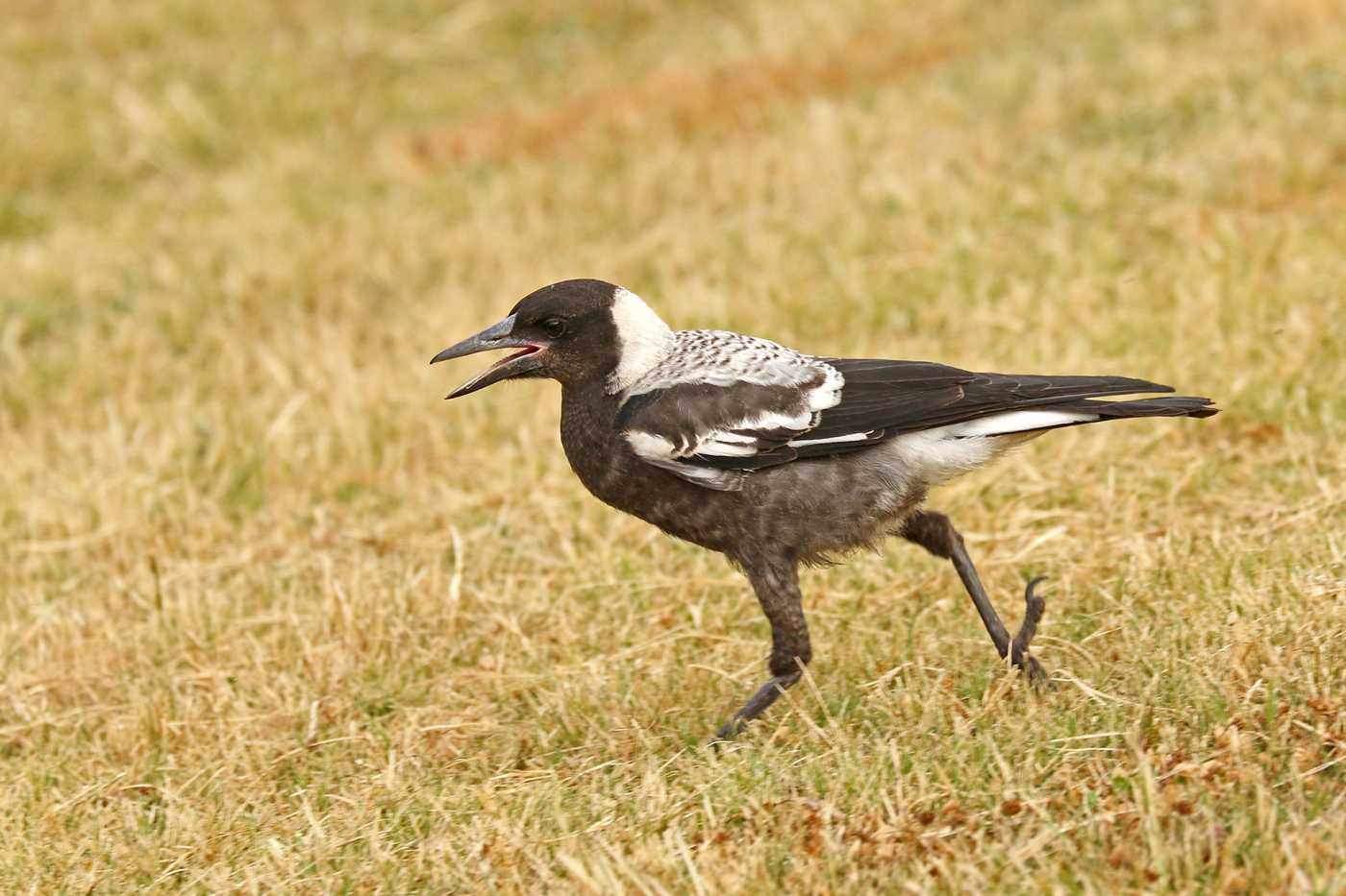 Australian Magpie (Image ID 32751)