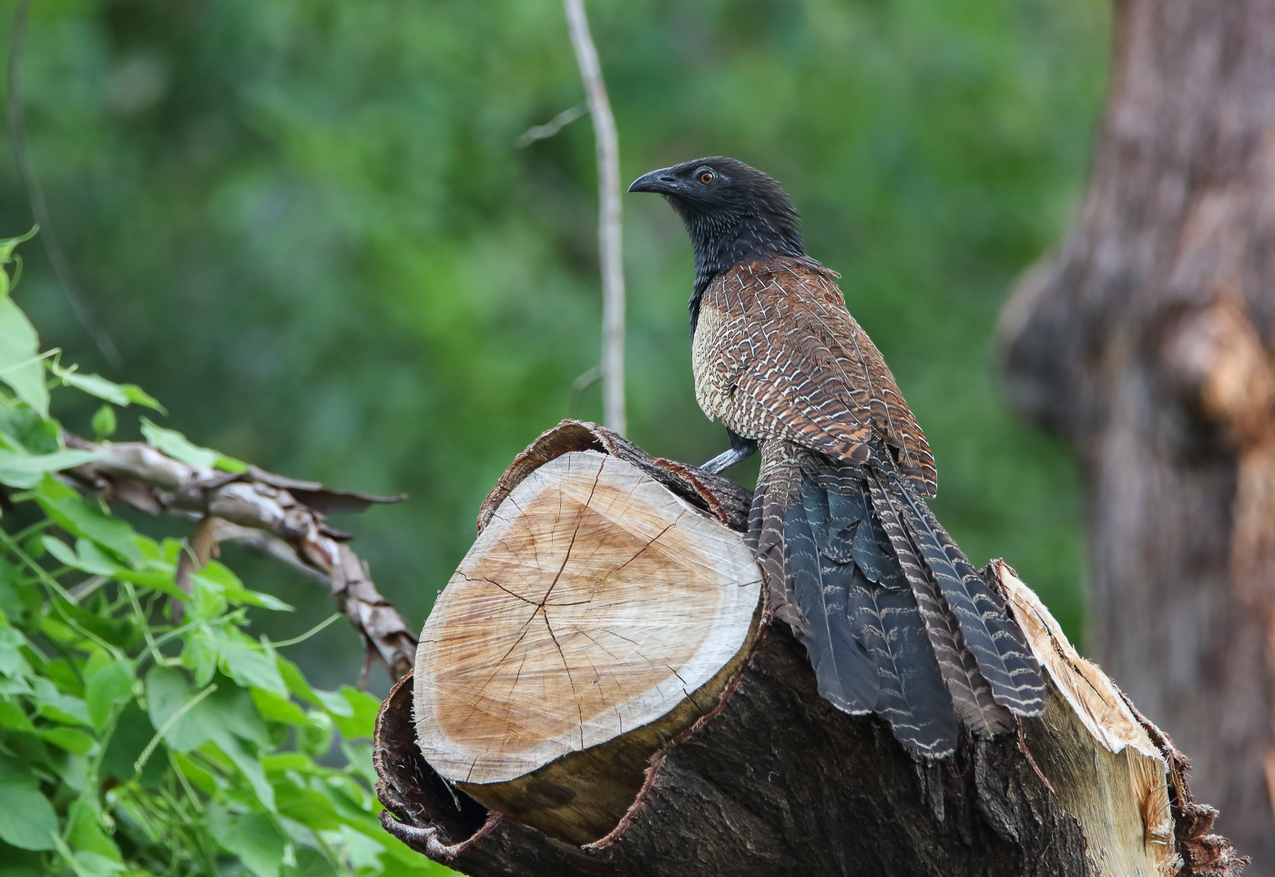 Pheasant Coucal (Image ID 32804)