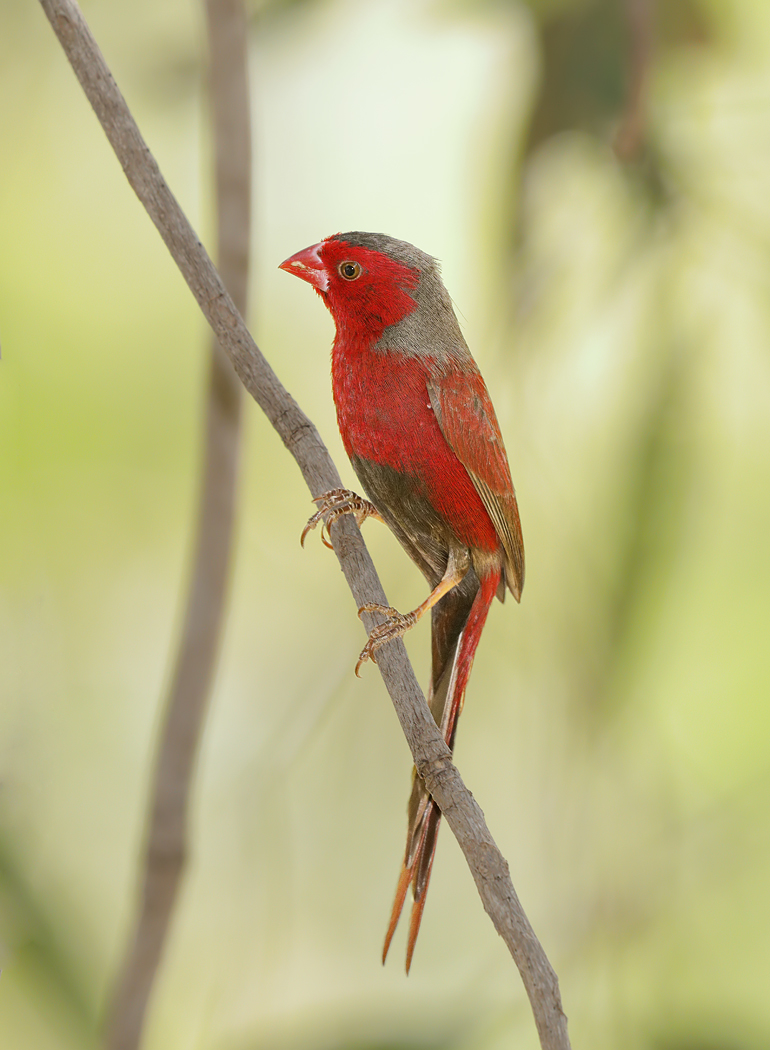 Black-bellied Crimson Finch (Image ID 32453)