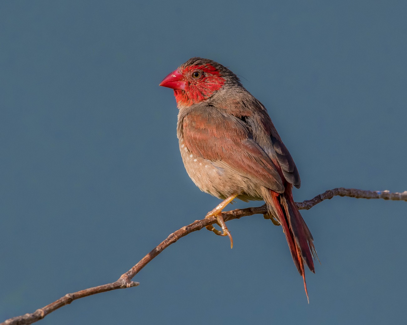 Black-bellied Crimson Finch (Image ID 32545)