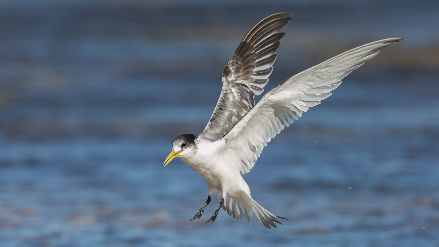 Greater Crested Tern (Image ID 32737)