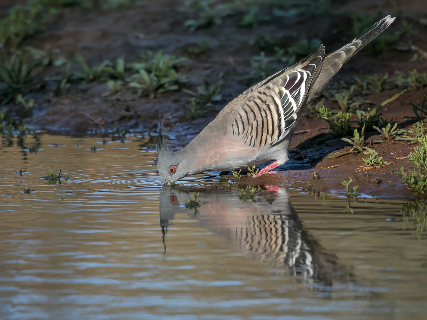 Crested Pigeon (Image ID 32479)