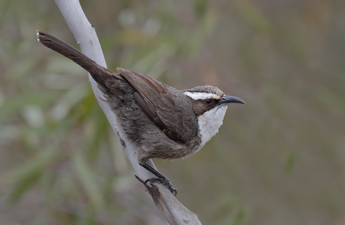 White-browed Babbler (Image ID 32464)