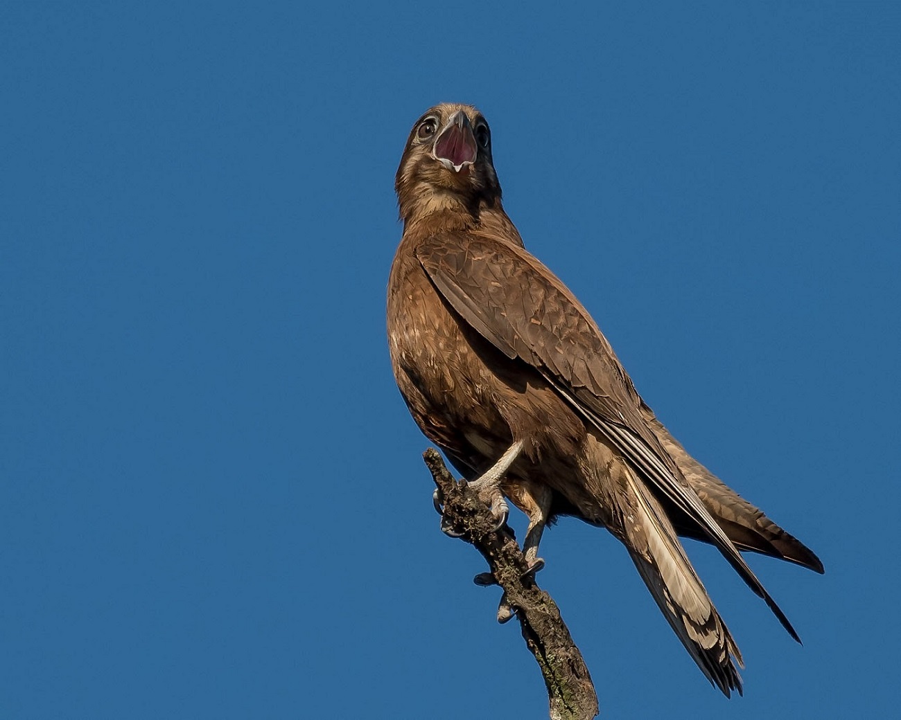 Brown Falcon (Image ID 32548)