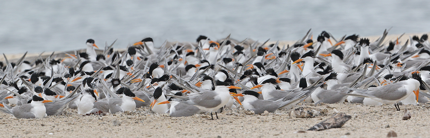 Lesser Crested Tern (Image ID 32886)