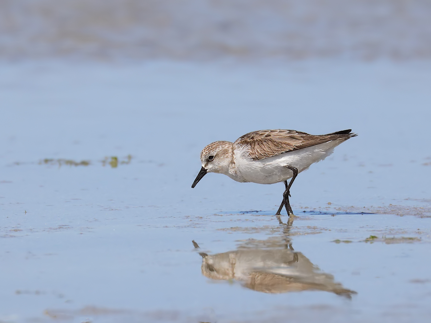 Red-necked Stint (Image ID 32654)
