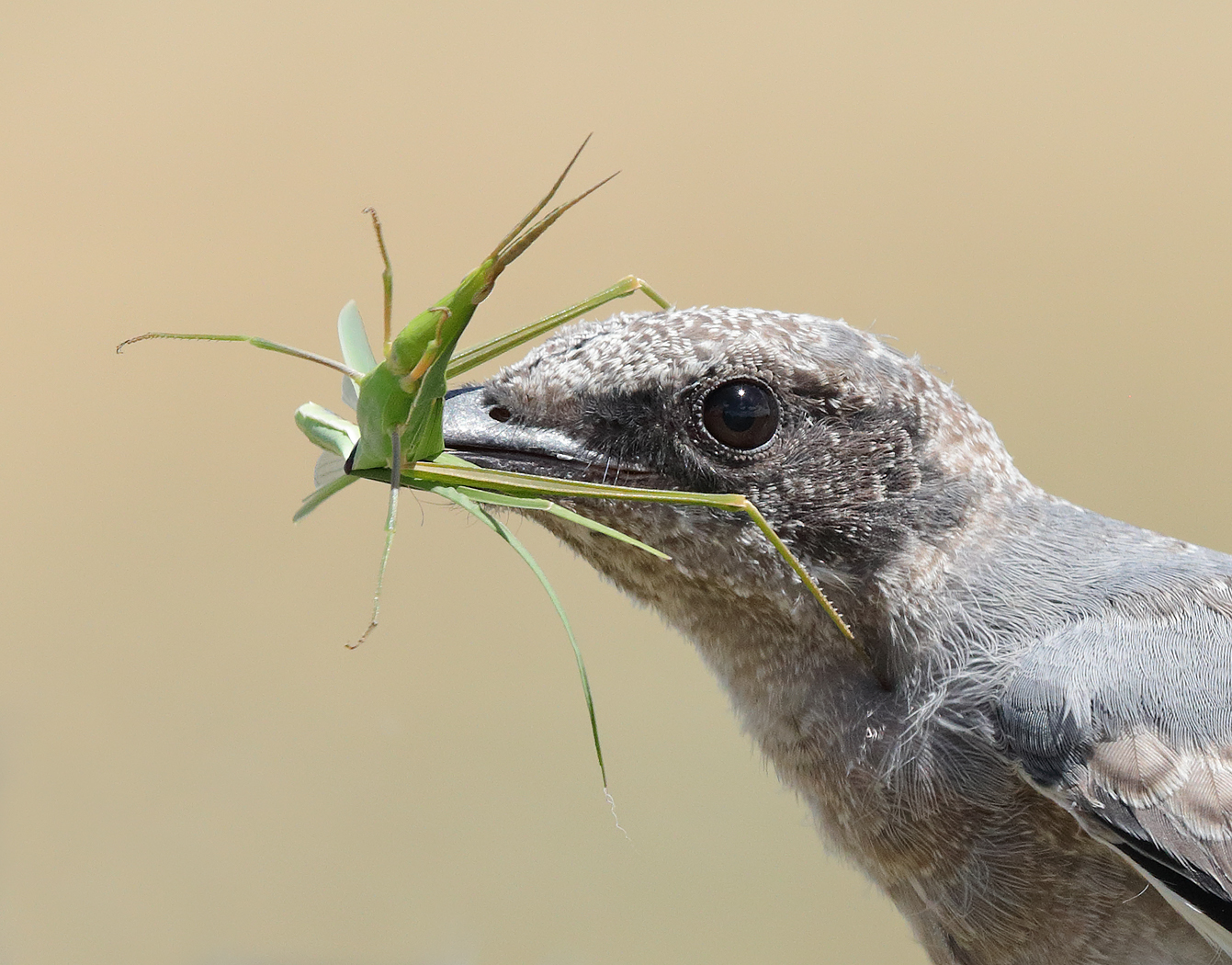 Black-faced Cuckoo-shrike (Image ID 32944)