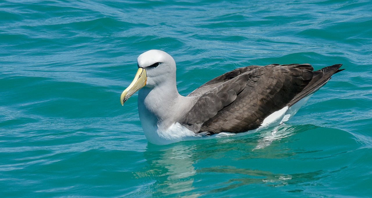 Salvin's Albatross (Image ID 33212)