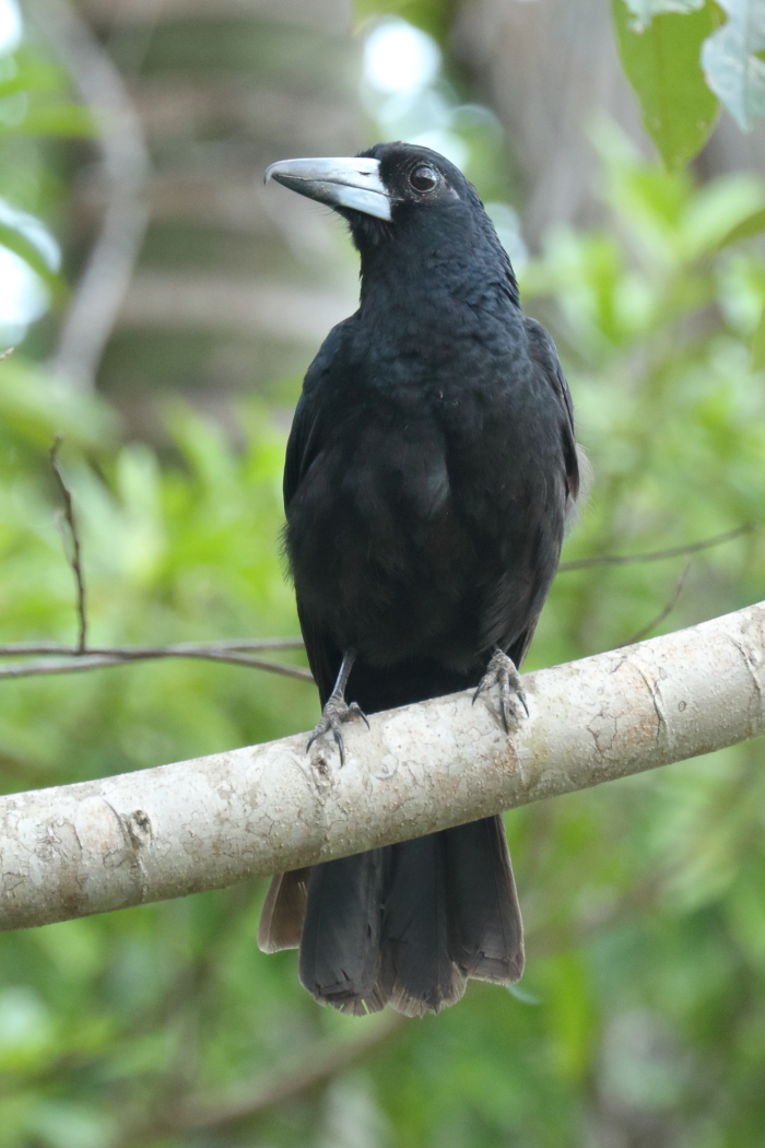 Black Butcherbird (Image ID 32980)