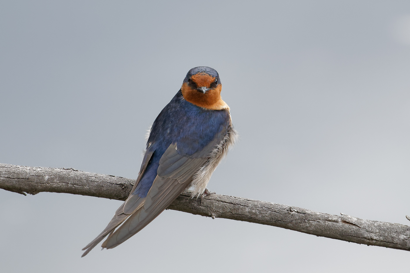 Welcome Swallow (Image ID 33188)