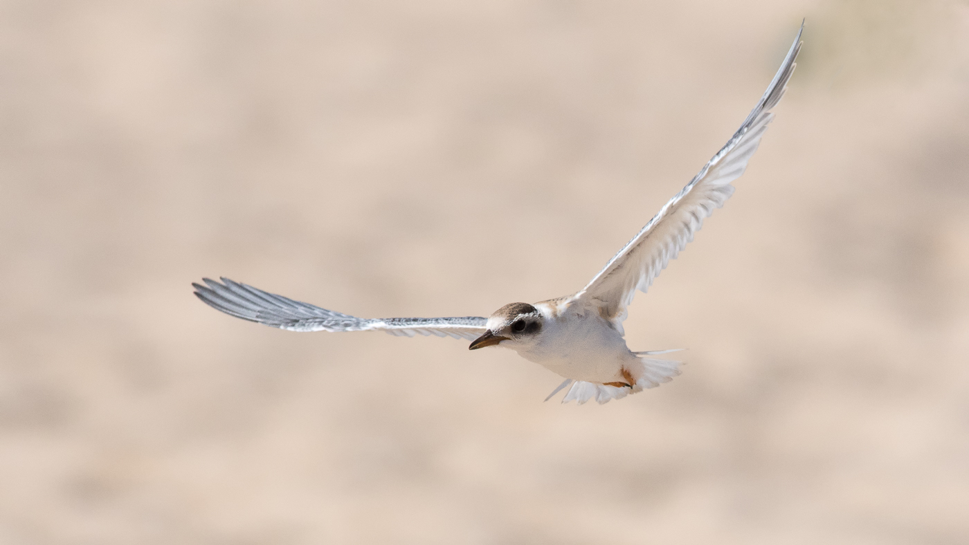 Little Tern (Image ID 33243)