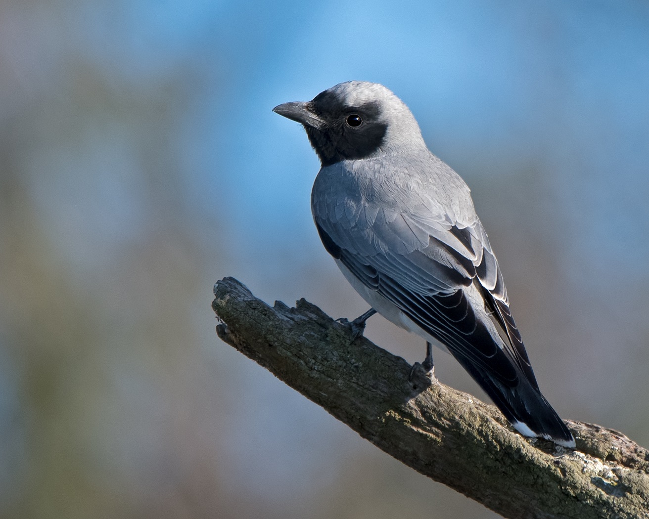 Black-faced Cuckoo-shrike (Image ID 33138)