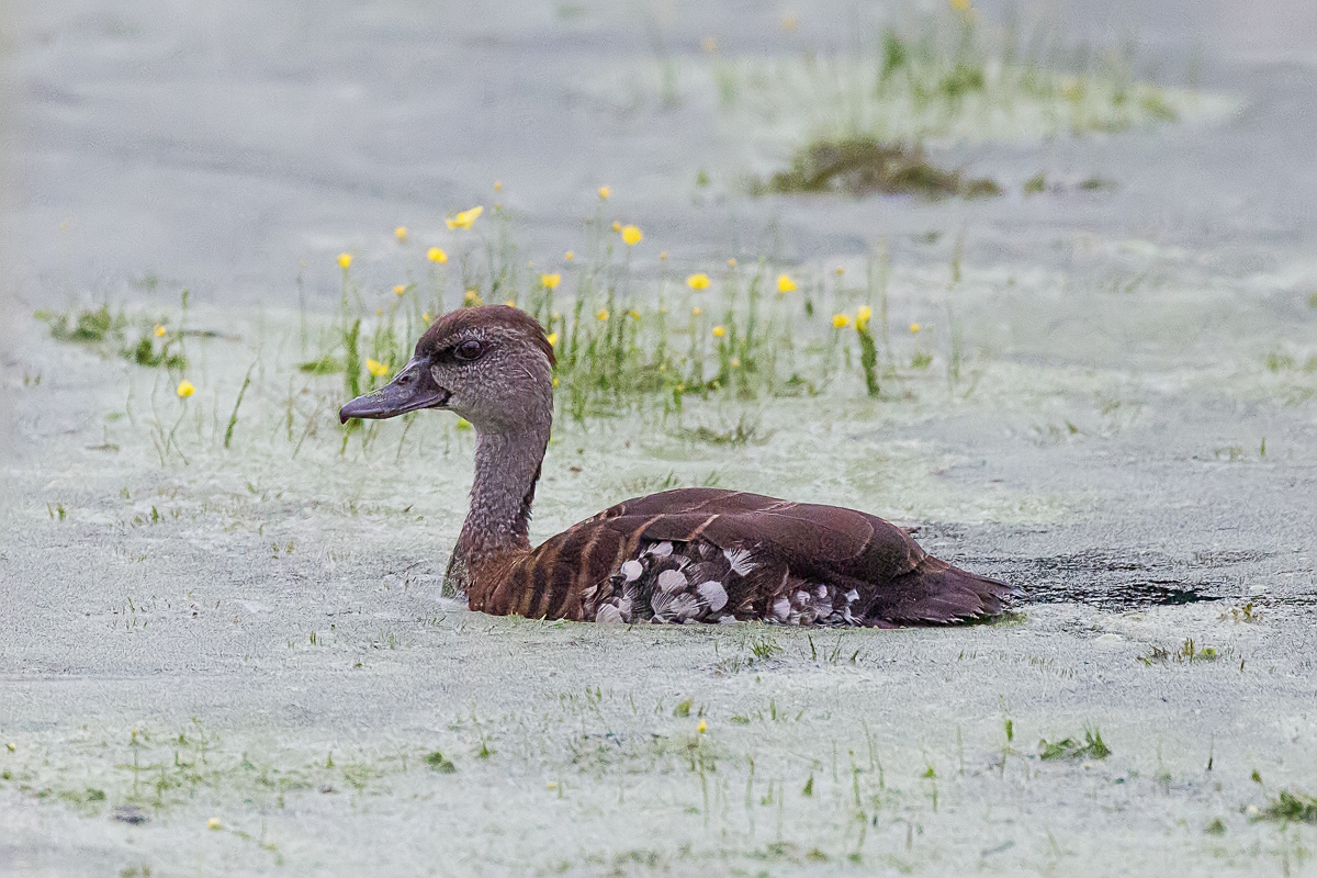 Spotted Whistling-Duck (Image ID 33142)