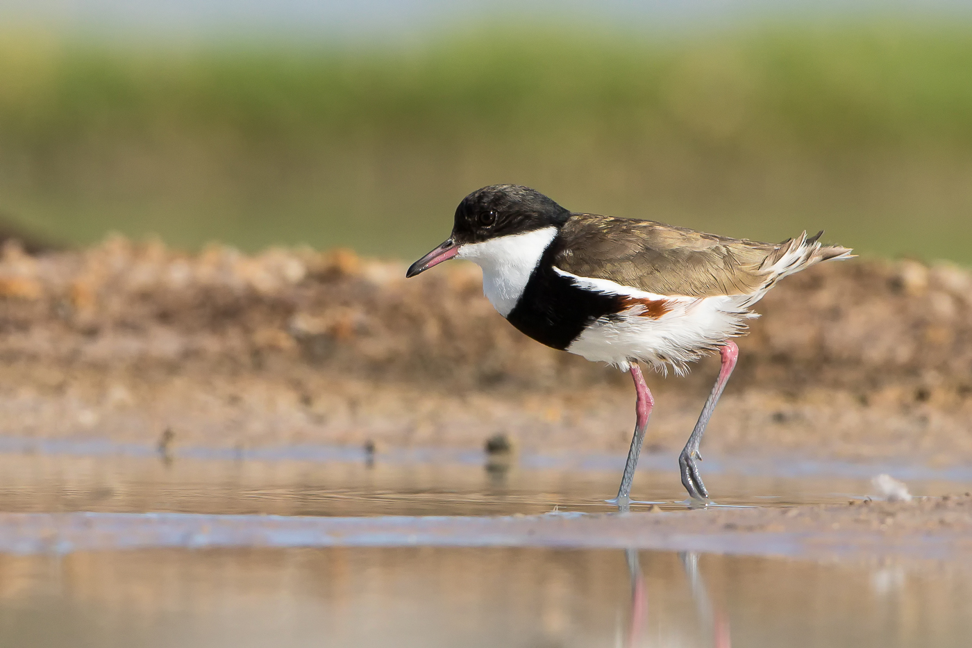 Red-kneed Dotterel (Image ID 33156)