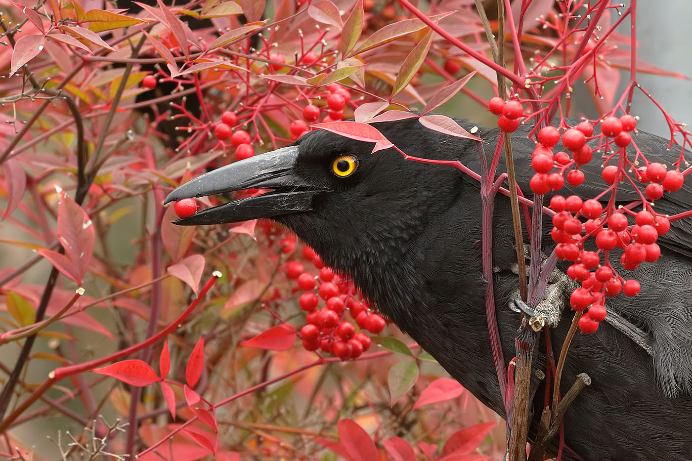 Pied Currawong (Image ID 32937)