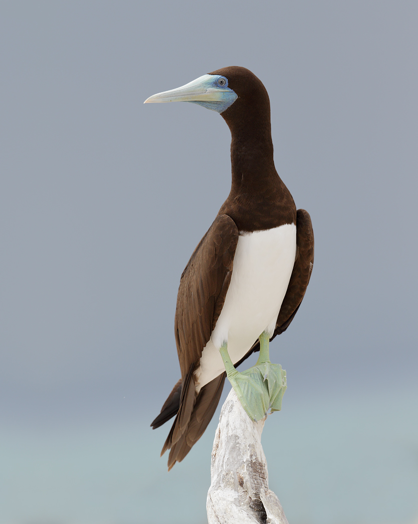 Brown Booby (Image ID 33000)