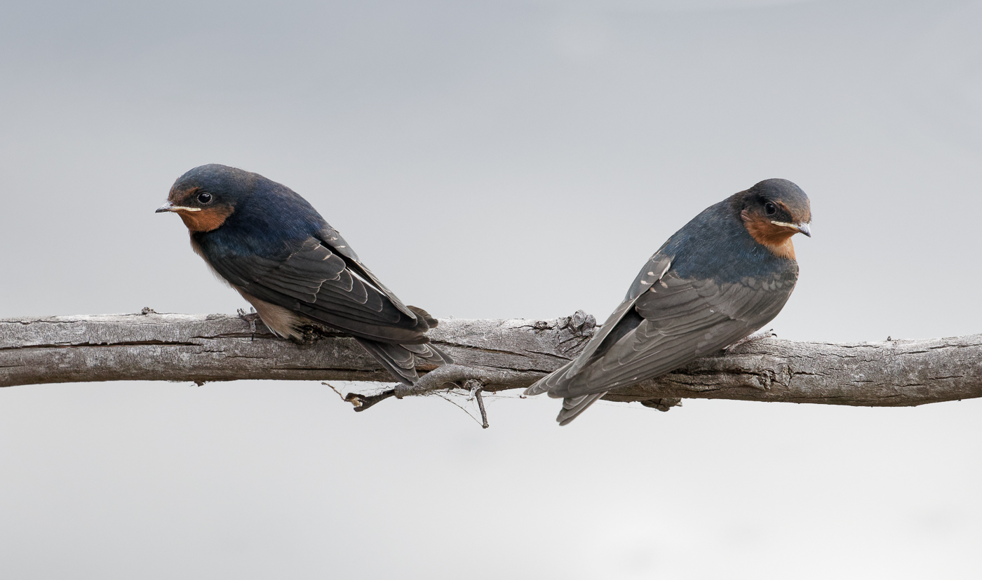 Welcome Swallow (Image ID 33189)