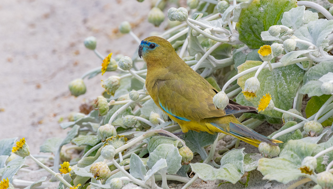 Rock Parrot (Image ID 33065)
