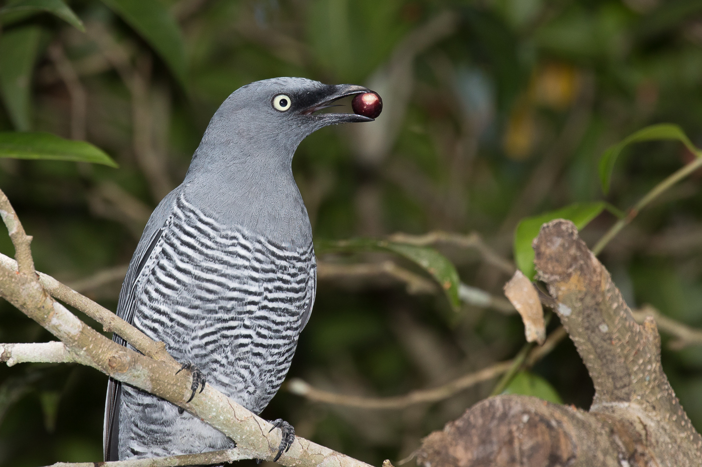 Barred Cuckoo-shrike (Image ID 33154)