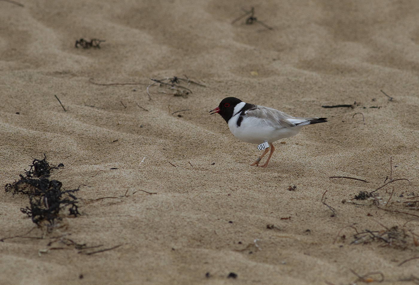 Hooded Plover (Image ID 33229)