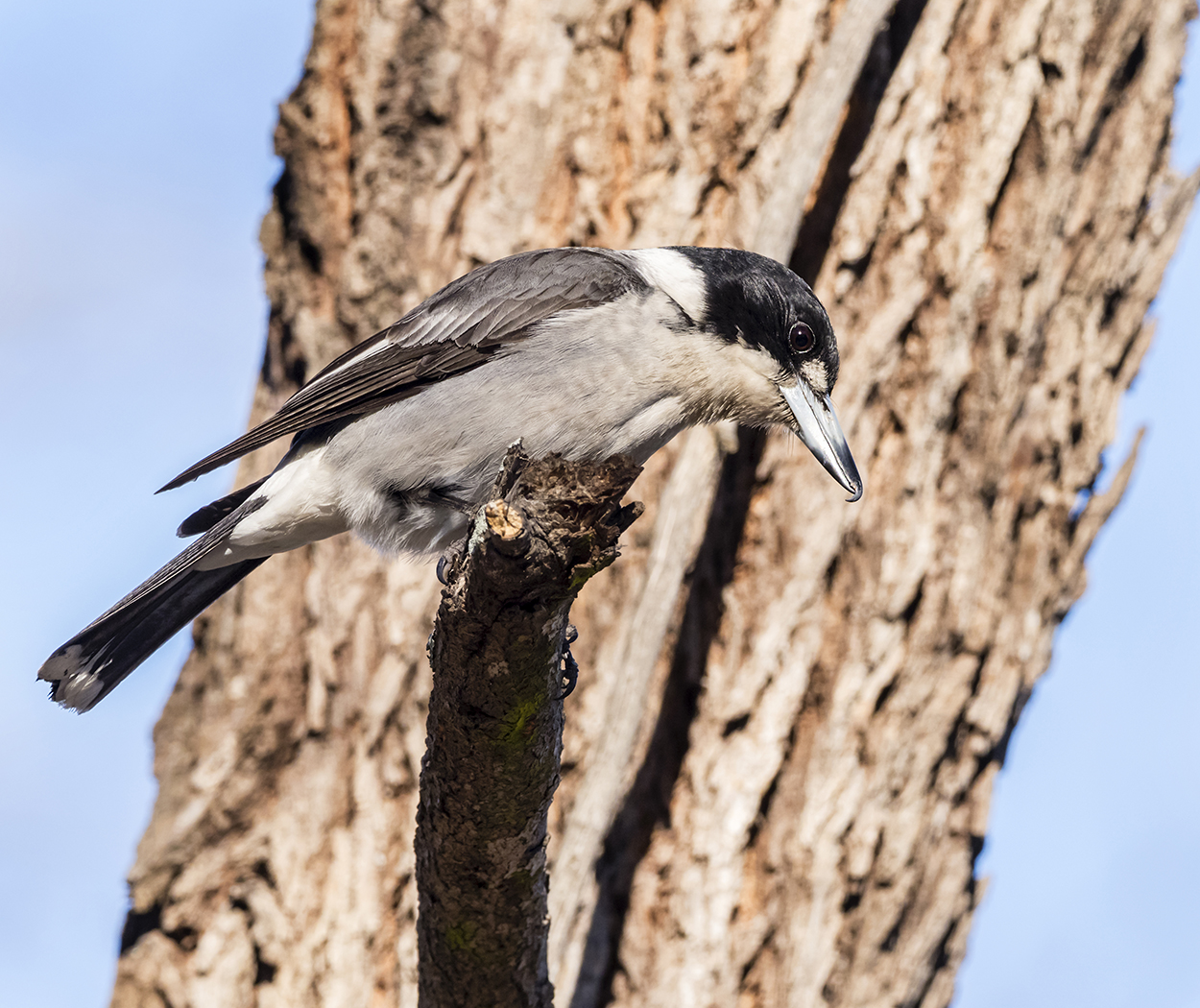 Grey Butcherbird (Image ID 33175)