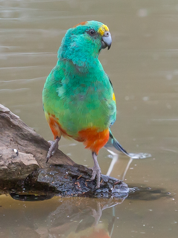 Mulga Parrot (Image ID 33723)