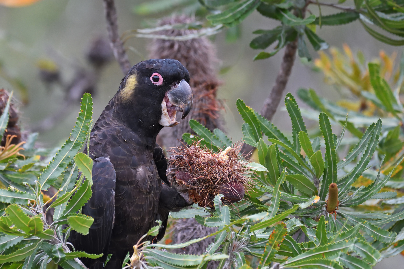 Yellow-tailed Black-Cockatoo (Image ID 33421)