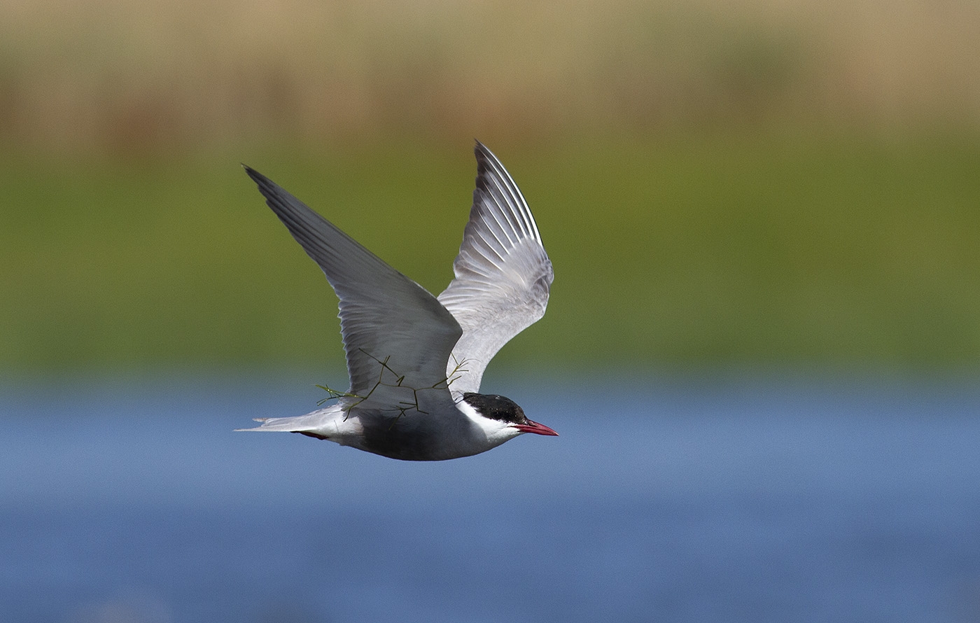Whiskered Tern (Image ID 33446)