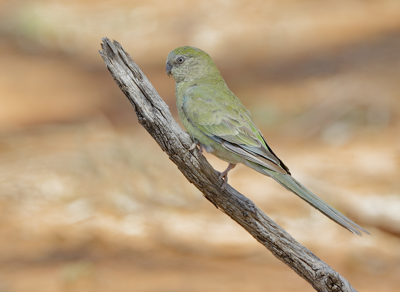 Red-rumped Parrot (Image ID 33544)