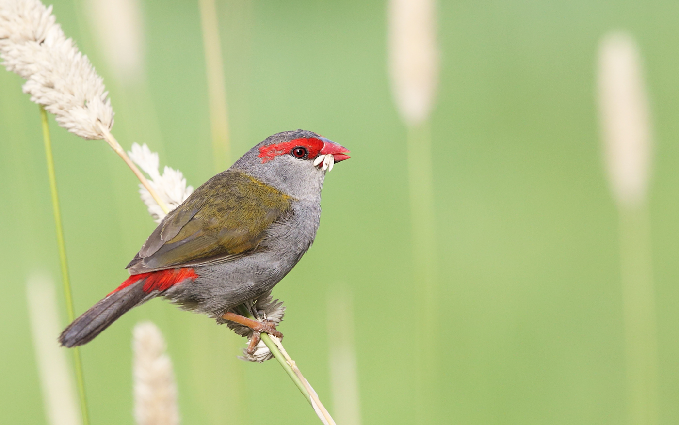 Red-browed Finch (Image ID 33780)