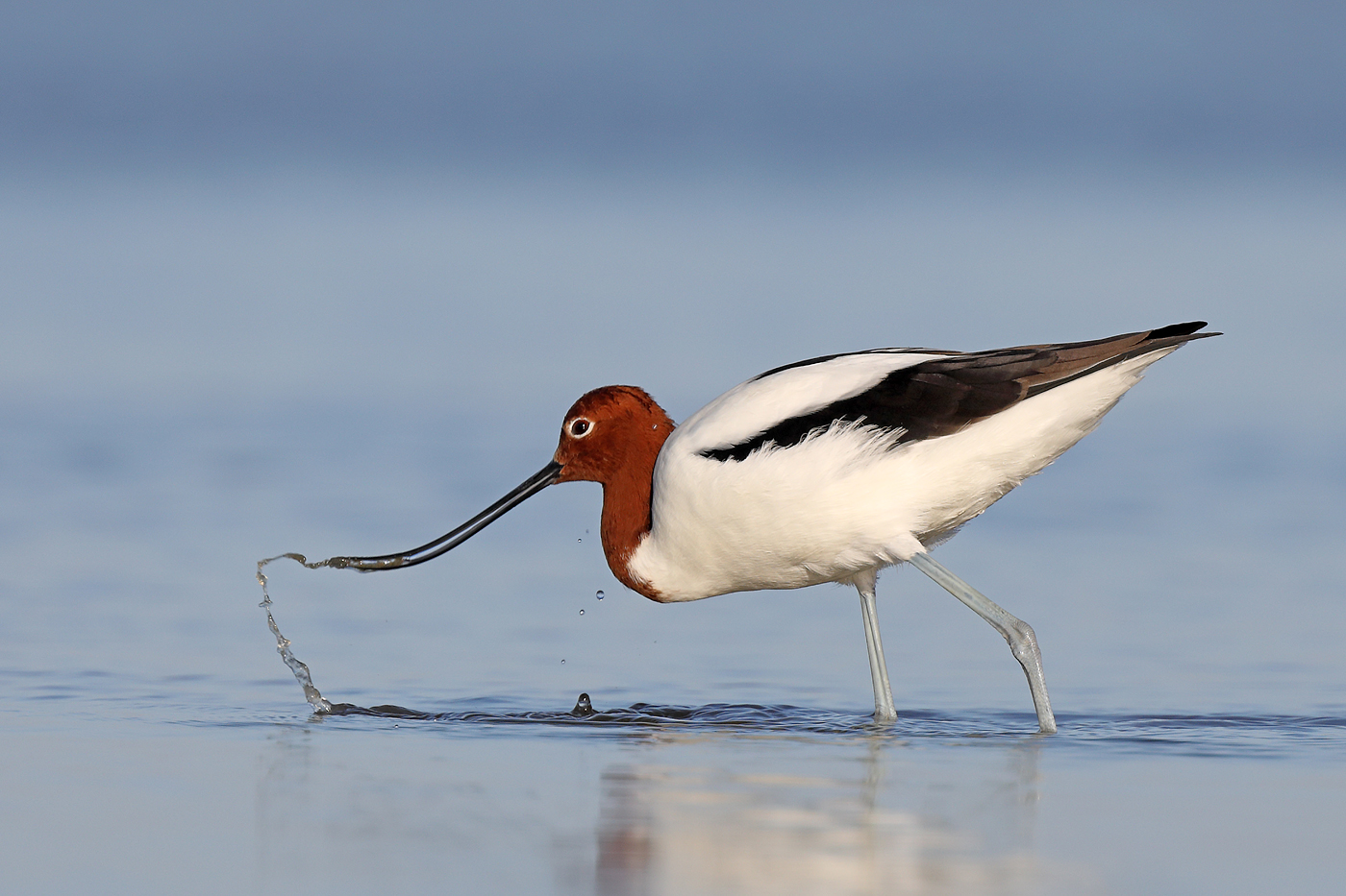 Red-necked Avocet (Image ID 33747)
