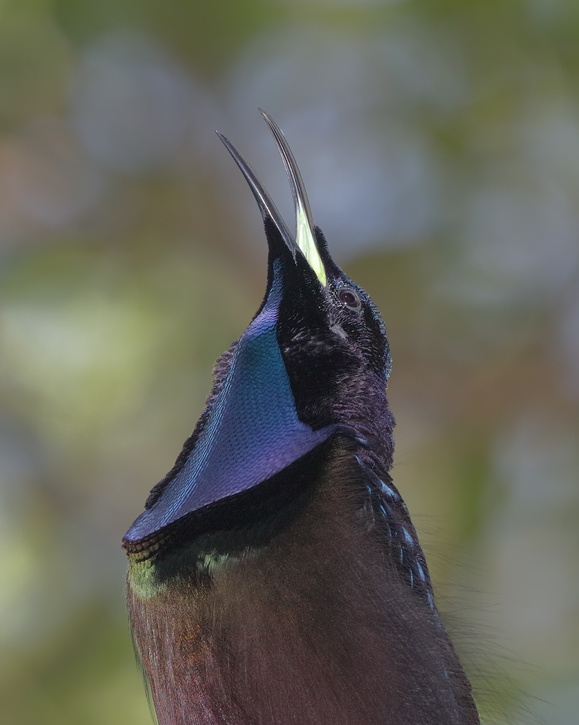 Magnificent Riflebird (Image ID 33469)
