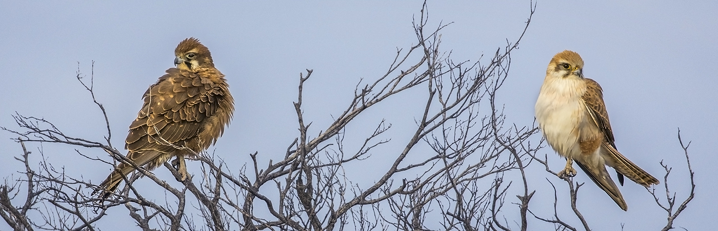 Brown Falcon (Image ID 33283)