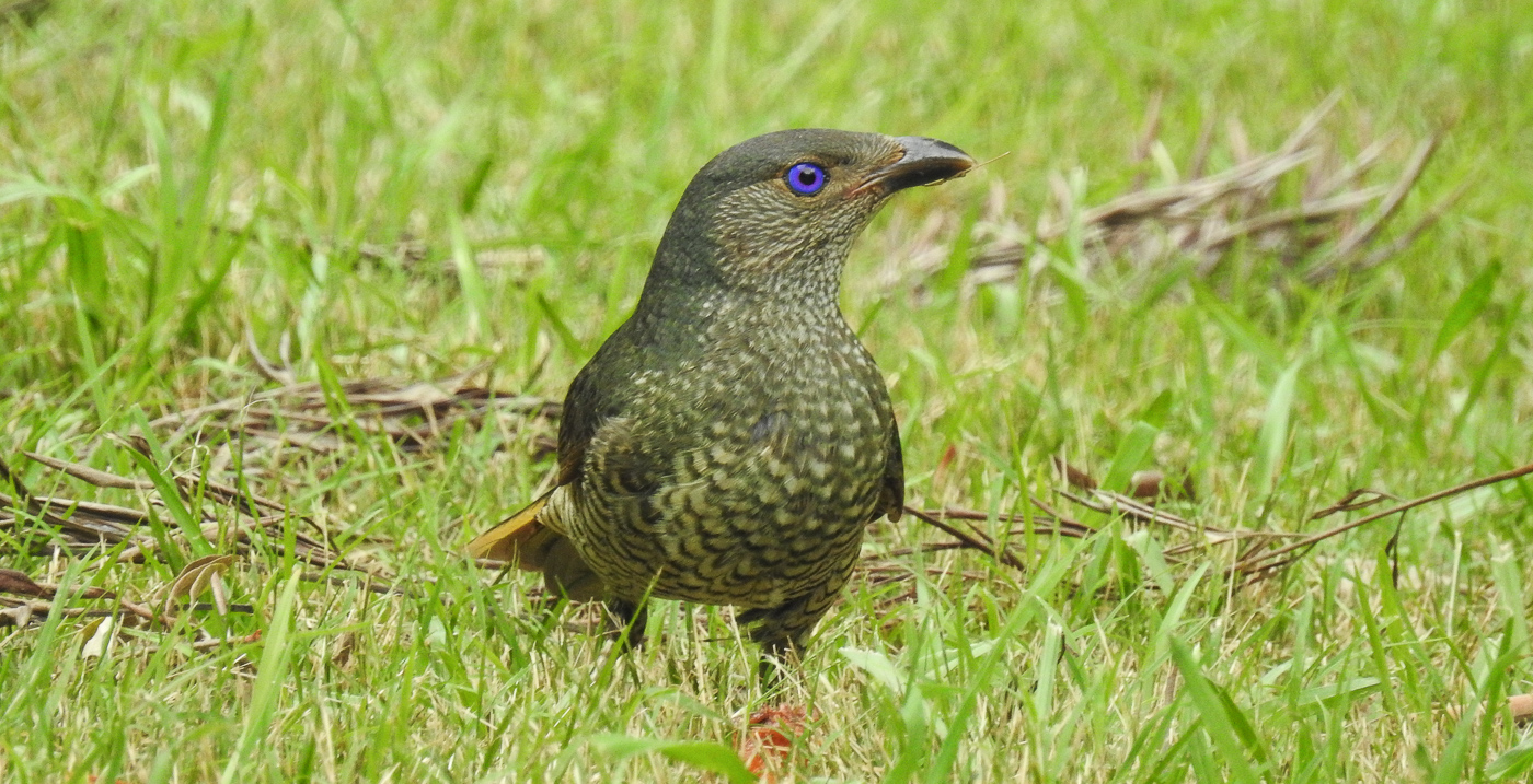 Satin Bowerbird (Image ID 33628)