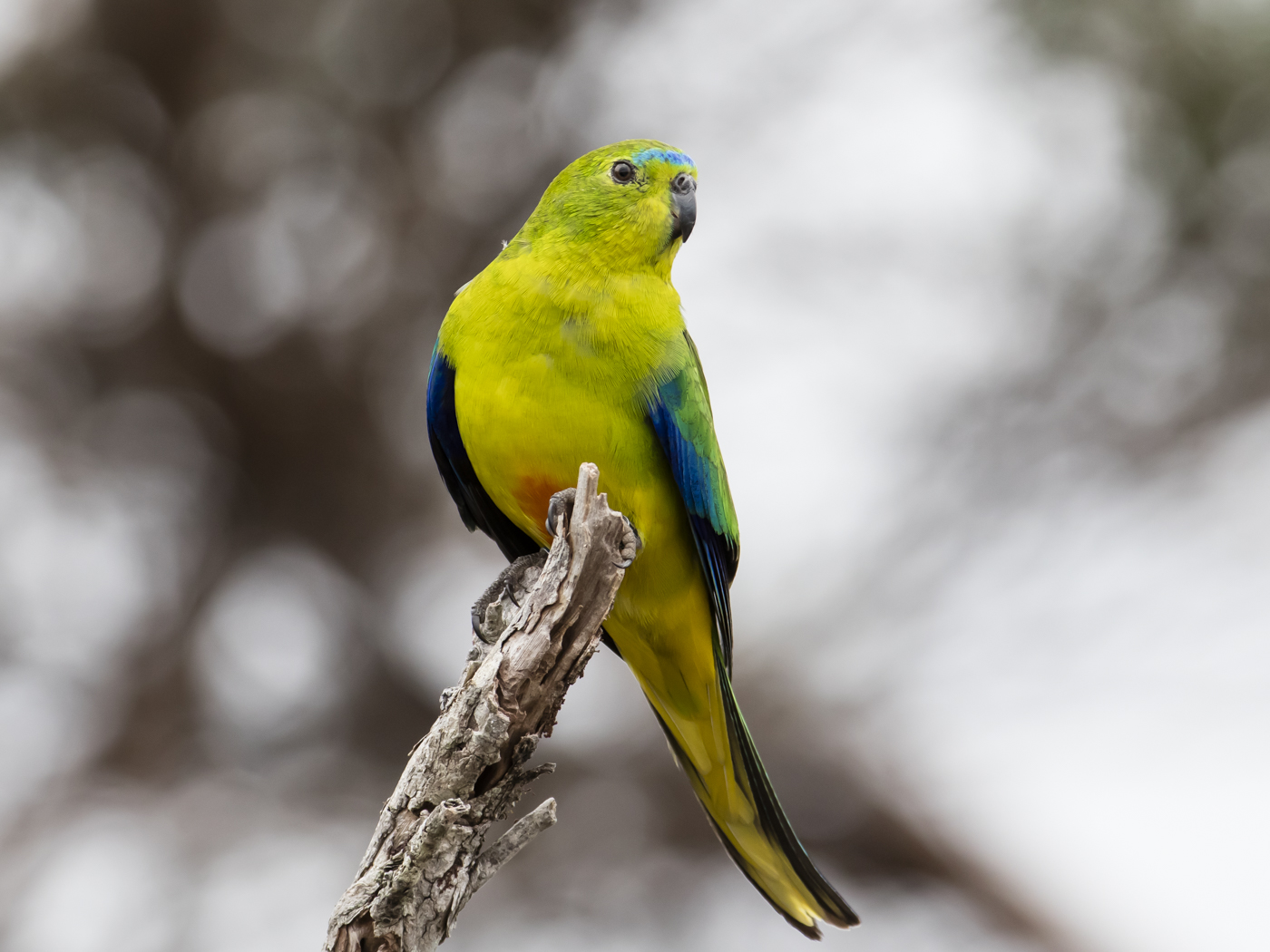 Orange-bellied Parrot (Image ID 33354)