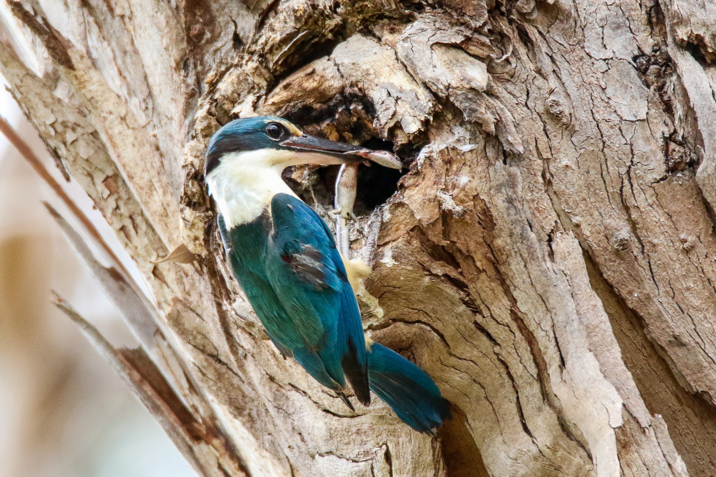 Sacred Kingfisher (Image ID 33385)