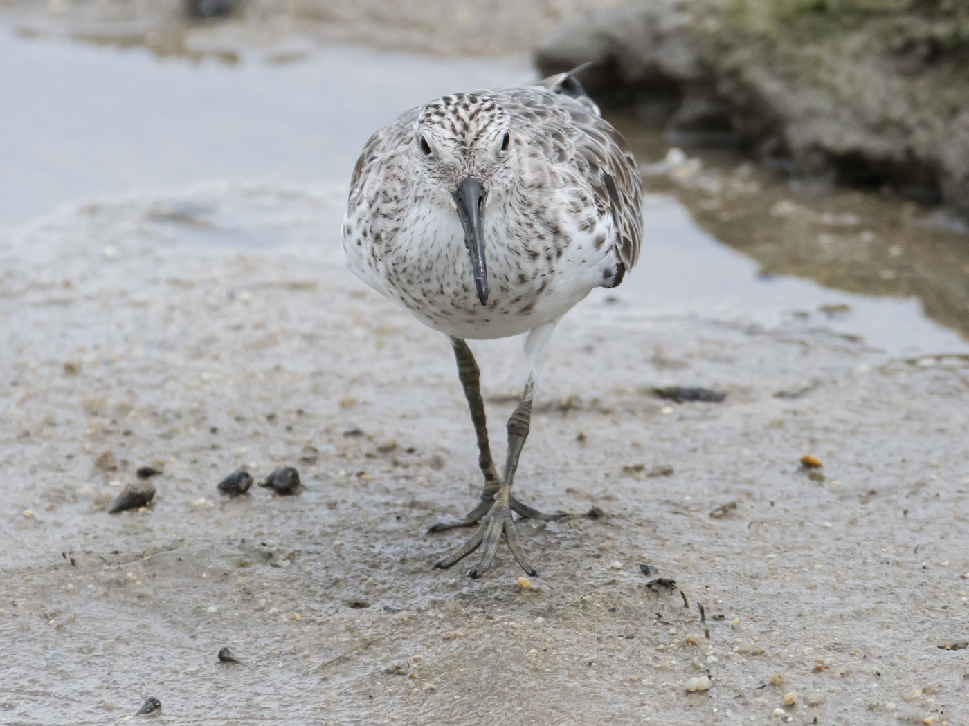 Great Knot (Image ID 33734)