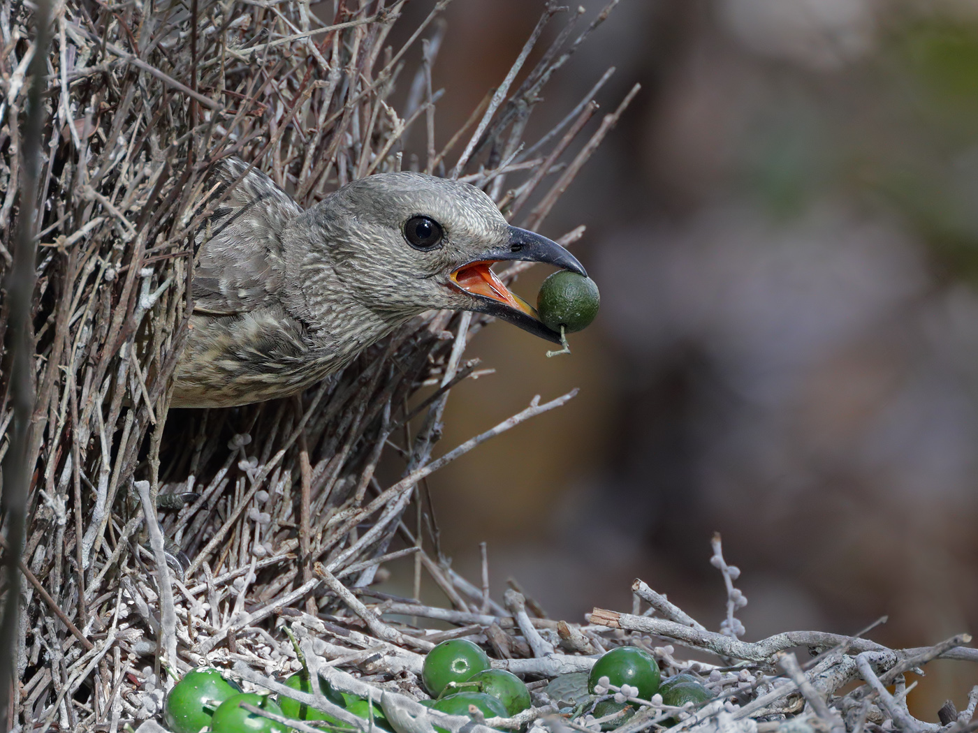 Fawn-breasted Bowerbird (Image ID 33523)