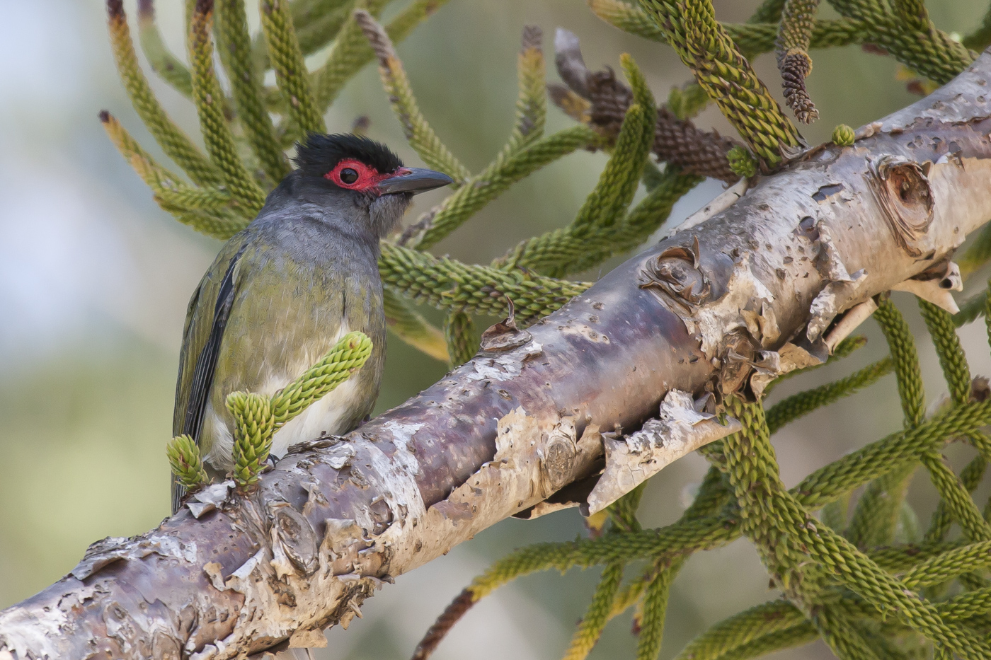 Australasian Figbird (Image ID 33876)